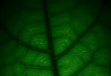 Drizzy – Tabafika Epomba (Prod By Dj Kopala) Mp3 Download